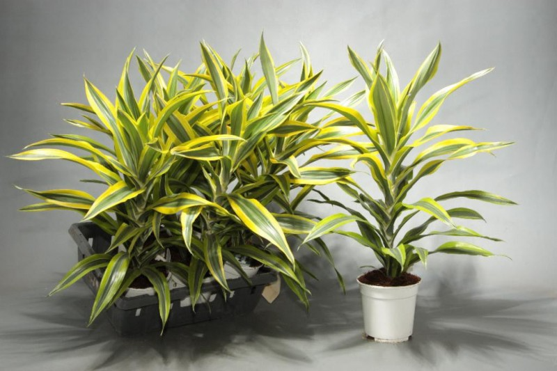 Peeacelily | Best Indoor Plants for Low Light: 15 Plants That Thrive