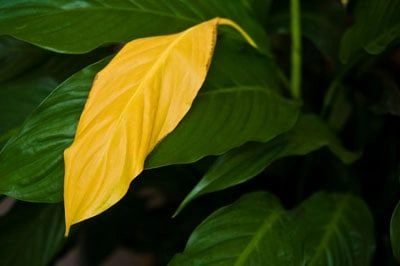 Peace Lily Fertilizer Problems