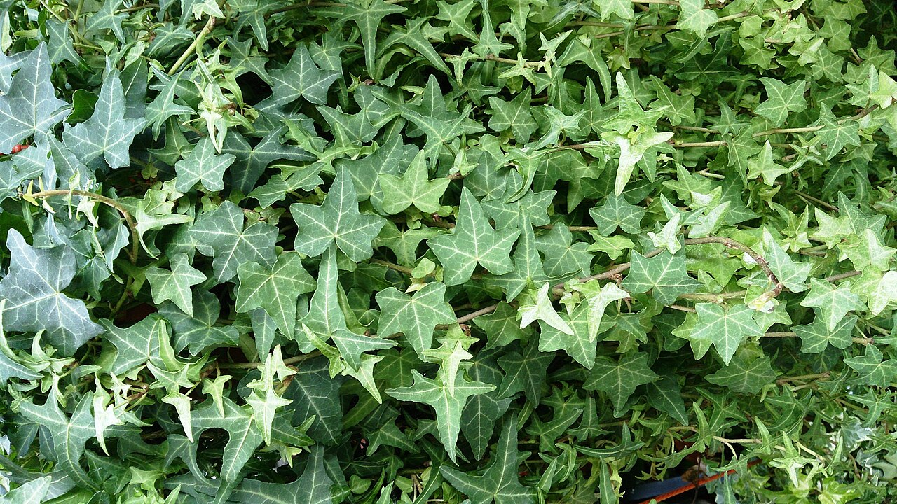 Peeacelily | Best Indoor Plants for Low Light: 15 Plants That Thrive