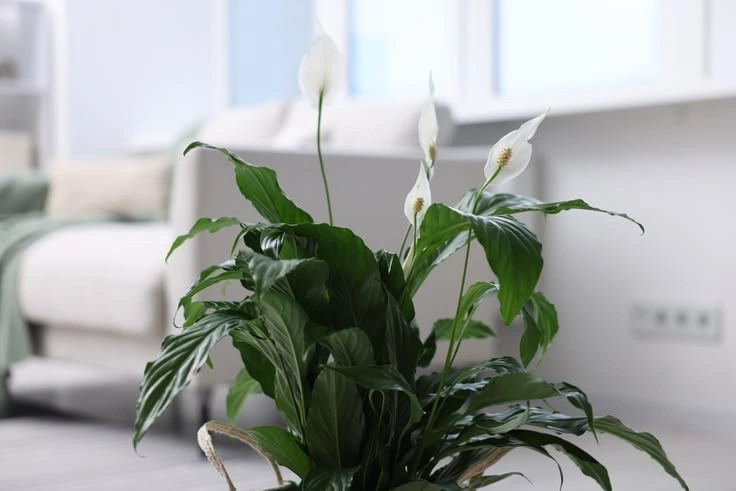 Best Peace Lily Plant Food Options