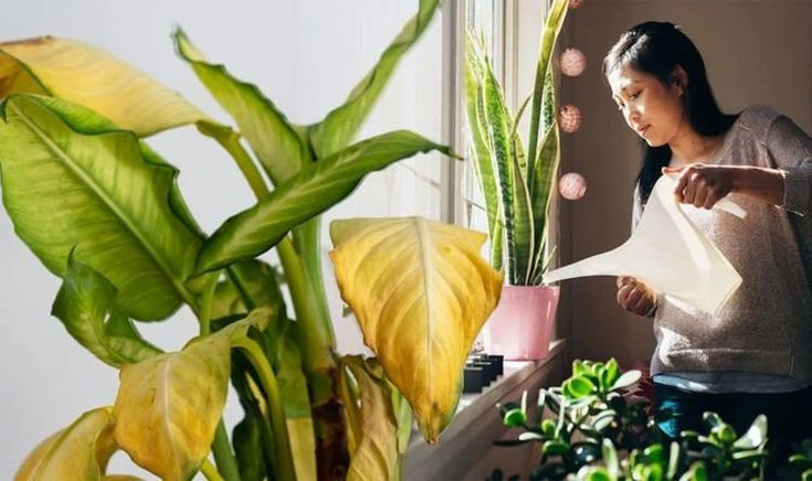 Signs You Are Overfeeding Your Plant
