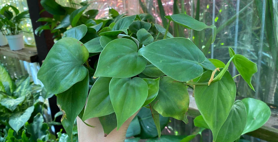 Peeacelily | Best Indoor Plants for Low Light: 15 Plants That Thrive