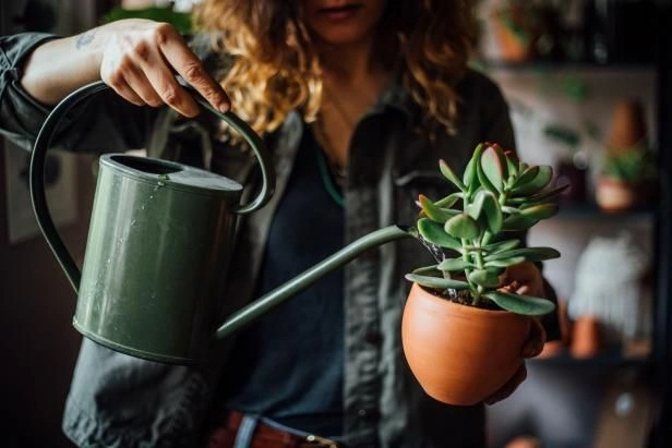 Peeacelily | How Often to Fertilize Indoor Plants by Season How Often to Fertilize Indoor Plants in Spring