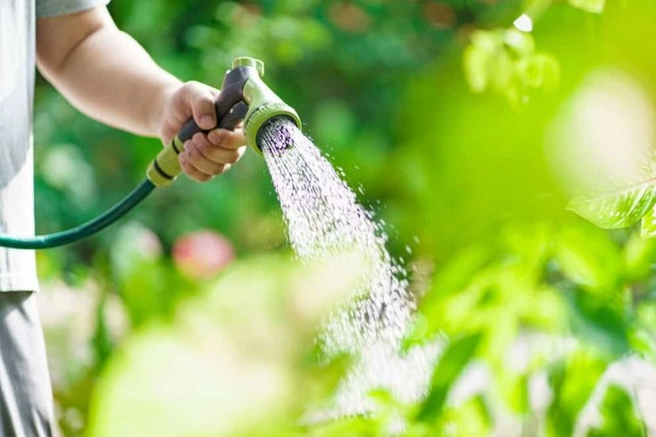 Peeacelily | 10 Signs You Are Overwatering Your Plants What Does Overwatering Actually Mean?