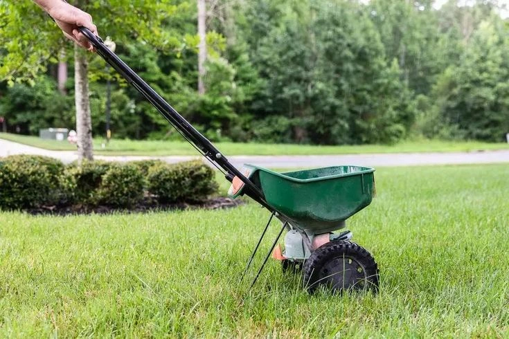 When to Fertilize Plants in Summer