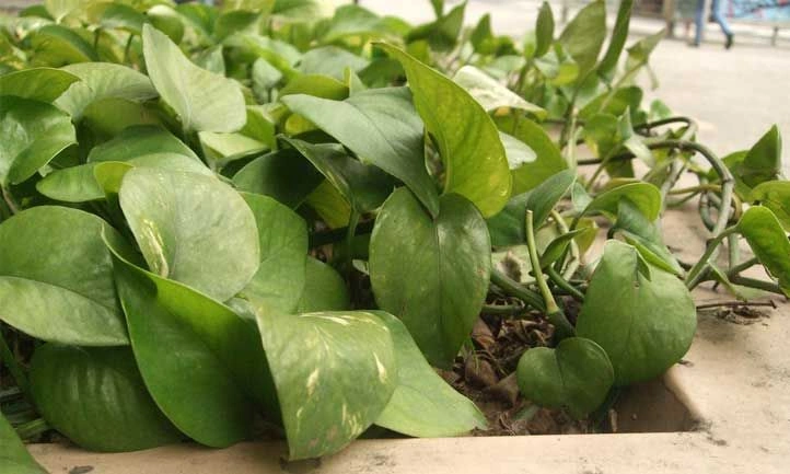 3. Pothos