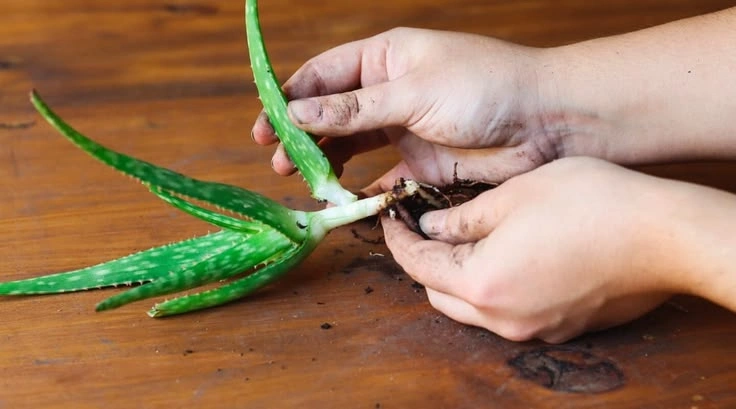 Signs Your Aloe Vera May Need Fertilizer