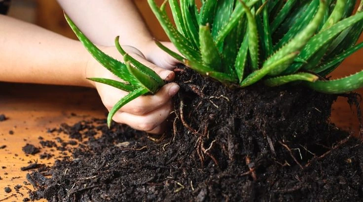 Common Aloe Vera Fertilizer Mistakes