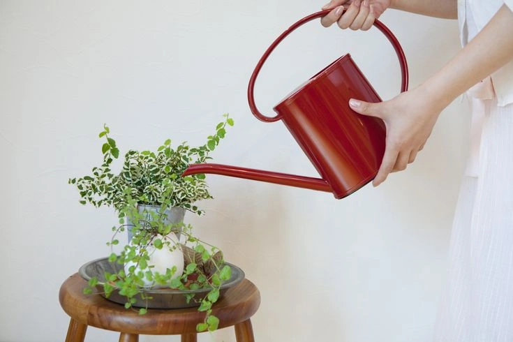 Peeacelily | How Often Should to Water Houseplants? How Much Water Do Houseplants Need?