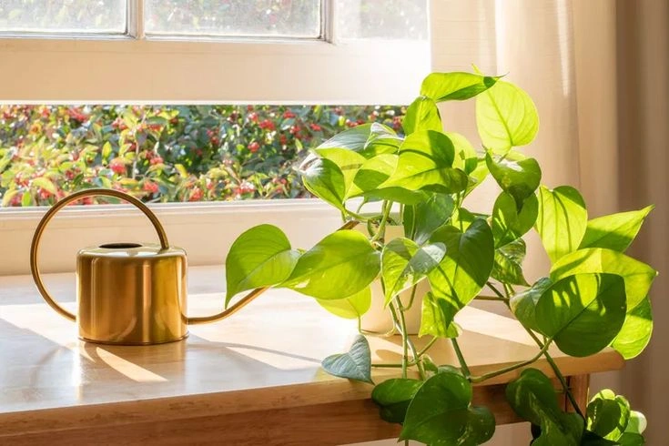 4. Pothos