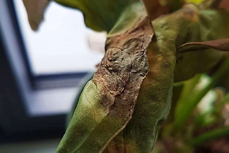 Brown Leaf Prevention Checklist