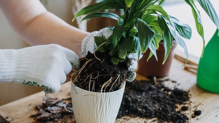 Check the Roots and Pot