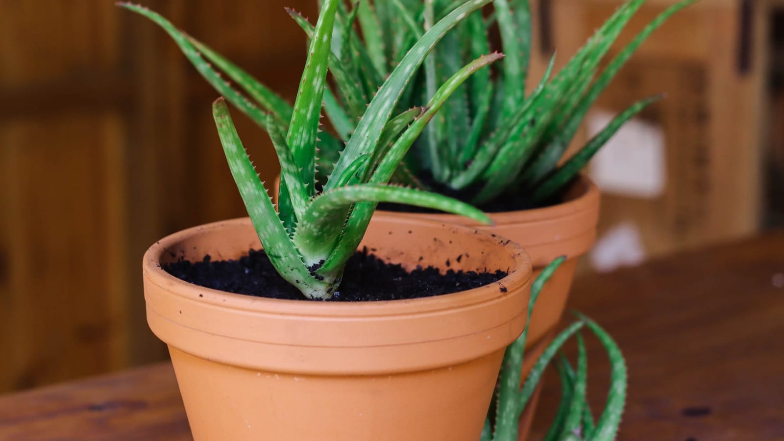 Best Fertilizer for Aloe Vera and How to Apply It