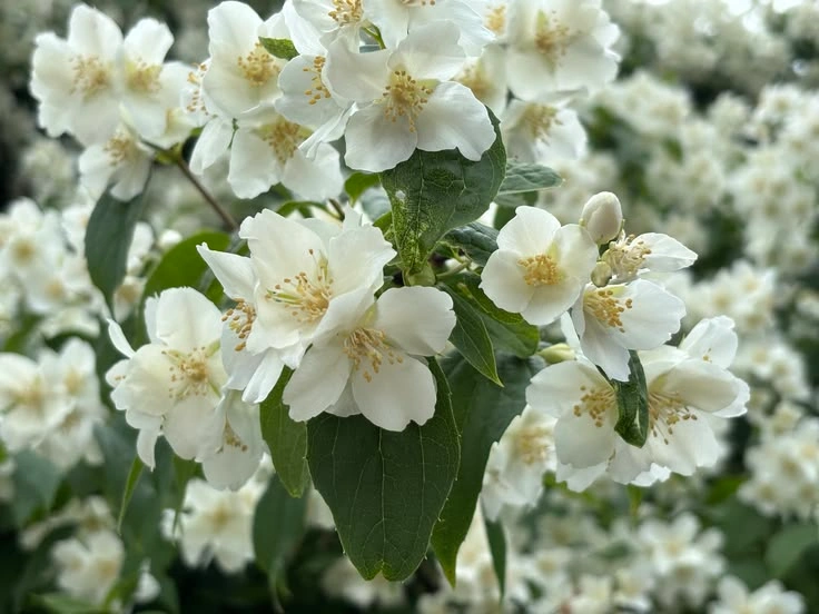 Peeacelily | Plants That May Help You Sleep Better Jasmine