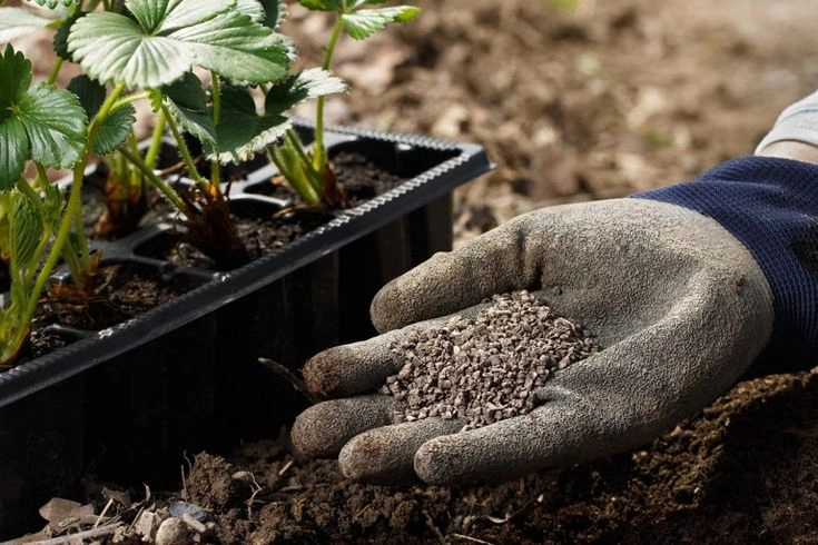 Peeacelily | How to Fix Overfertilized Plants Step by Step Do Not Mix Multiple Fertilizers Without a Reason