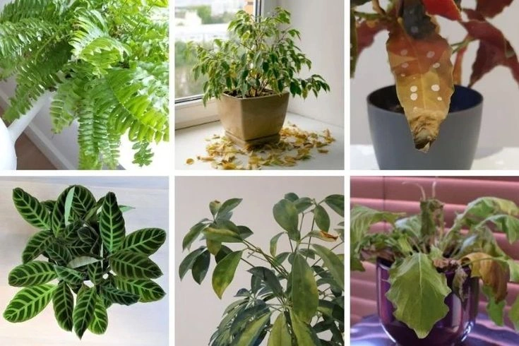Peeacelily | 10 Signs You Are Overwatering Your Plants Overwatering vs Underwatering