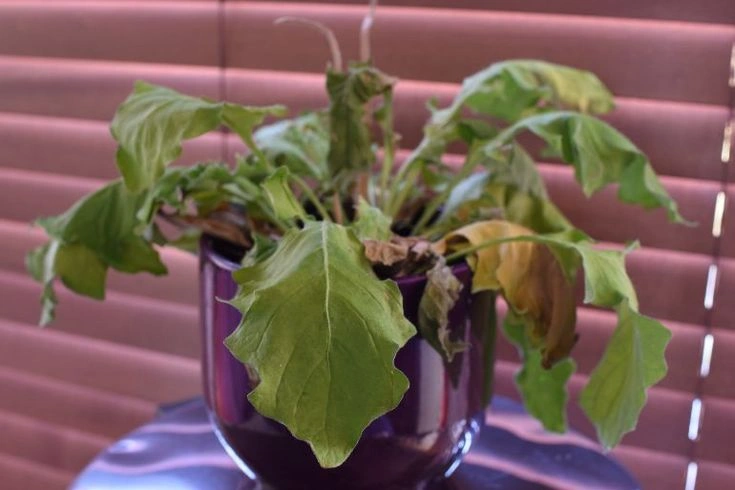 Peeacelily | 10 Signs Your Plants Are Underwatered How to Prevent Underwatering