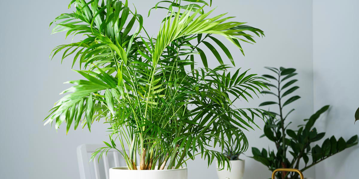 Peeacelily | Best Indoor Plants for Low Light: 15 Plants That Thrive