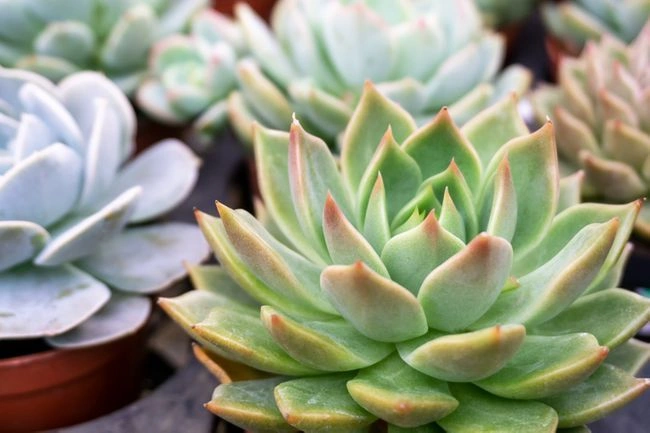 8. Succulents