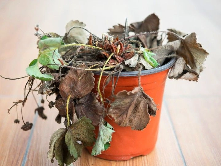 3. Rehydrate a Severely Dry Plant Slowly