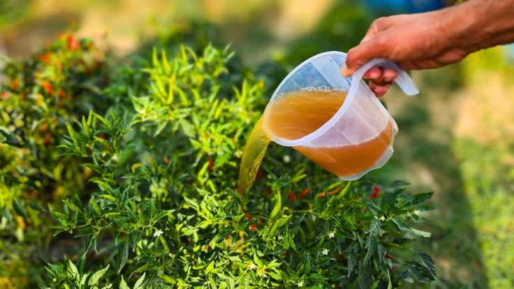 Liquid Fertilizer Dilution: What Is the Right Ratio?