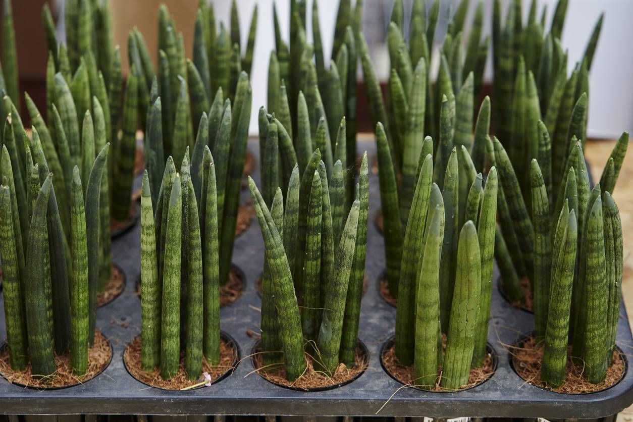 Snake Plant