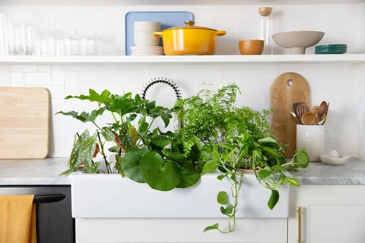 Why Plant Care Supports Mental Health