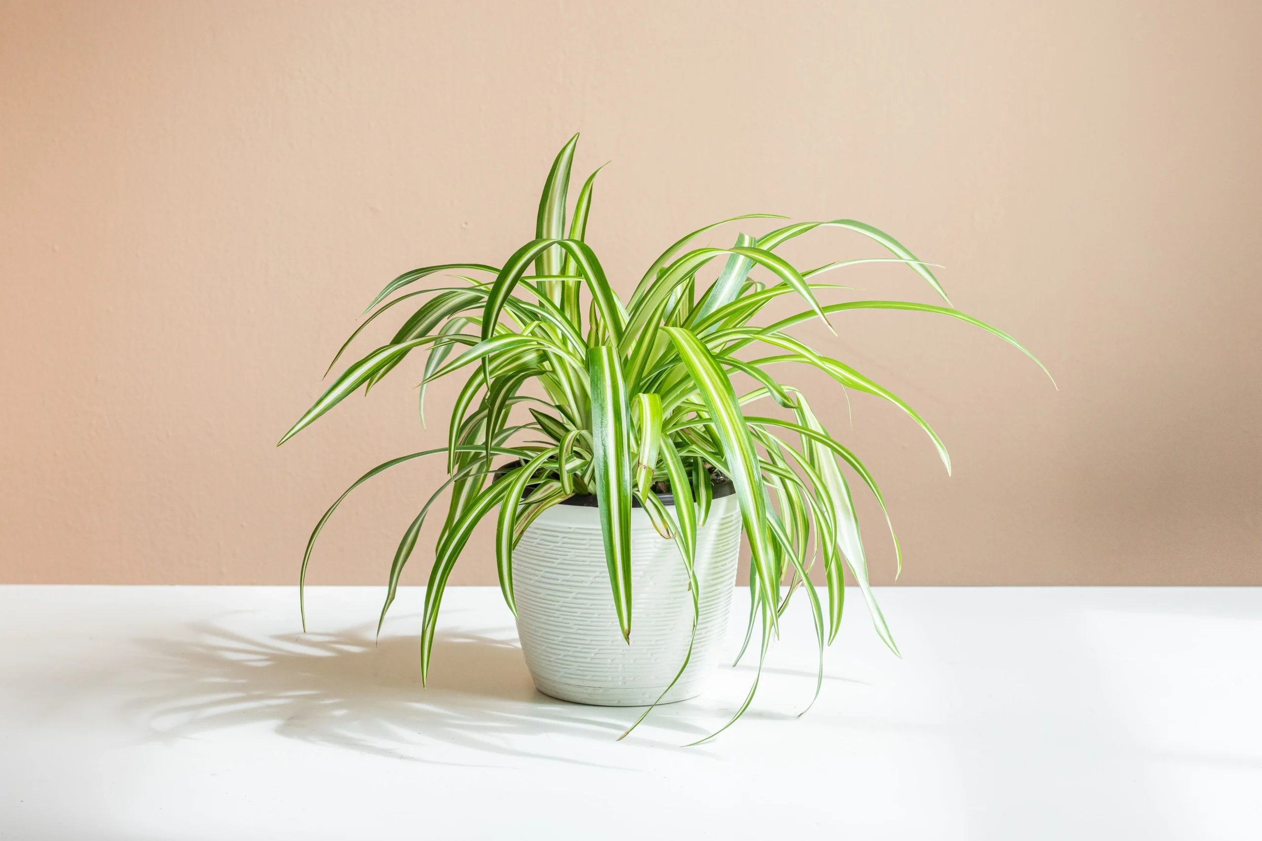 Peeacelily | Best Indoor Plants for Low Light: 15 Plants That Thrive
