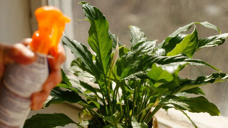 Peeacelily | How Often to Water a Peace Lily What Type of Water Should You Use?