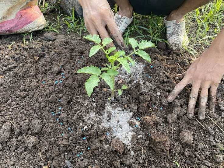 What Is Fertilizer Burn?