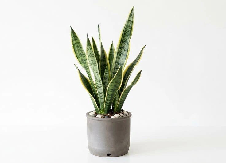1. Snake Plant