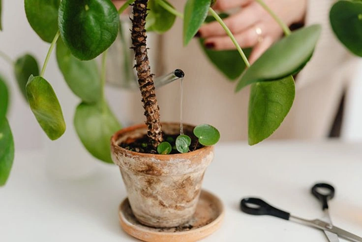 Peeacelily | How Often Should to Water Houseplants? Watering Different Types of Houseplants