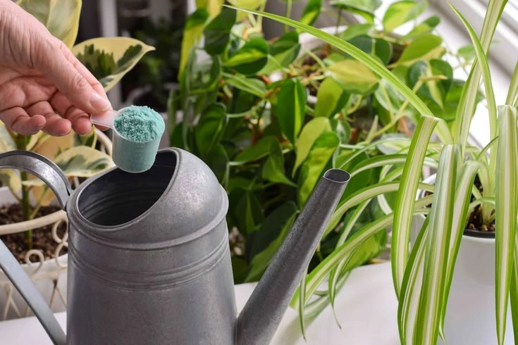 Signs You May Be Over-Fertilizing