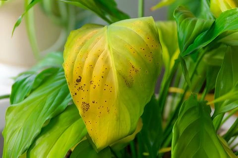 1. Overwatering Is a Common Reason for Yellow Leaves