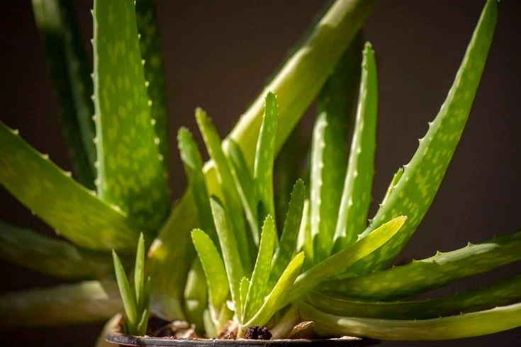  Can You Use Organic Fertilizer for Aloe Vera?