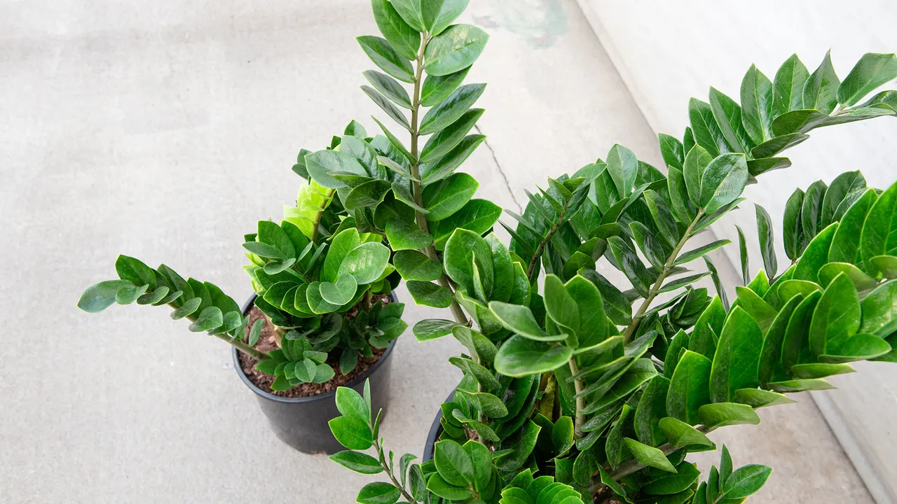 Peeacelily | Best Indoor Plants for Low Light: 15 Plants That Thrive