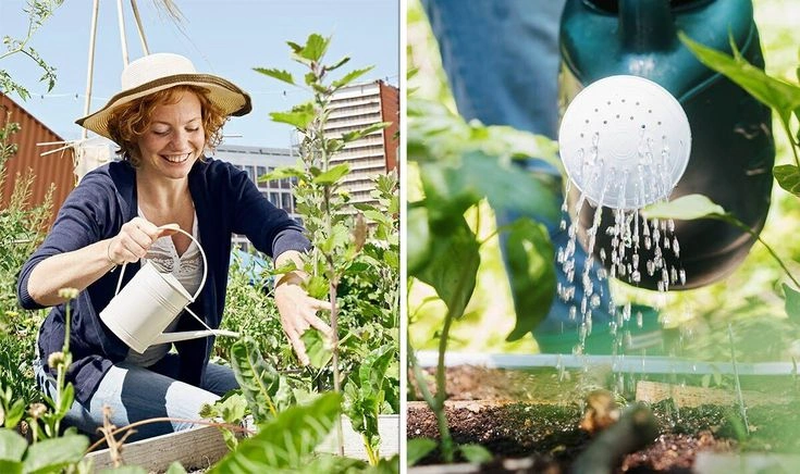 When Is the Best Time to Water?
