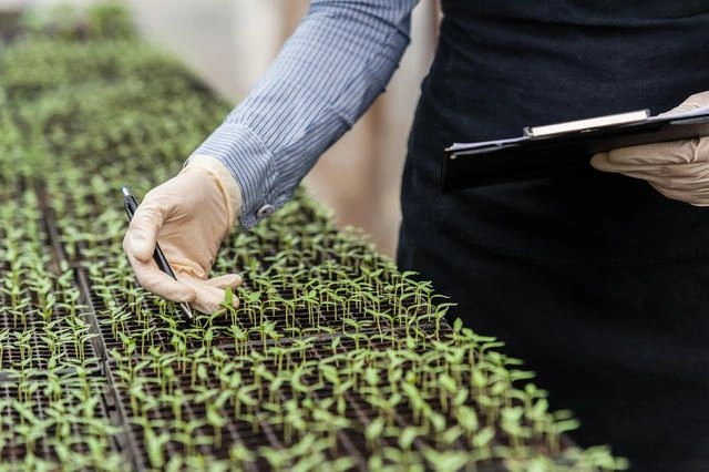 Peeacelily | NPK Fertilizer Explained: What 10-10-10 and 20-20-20 Mean What Does Phosphorus Do for Plants?