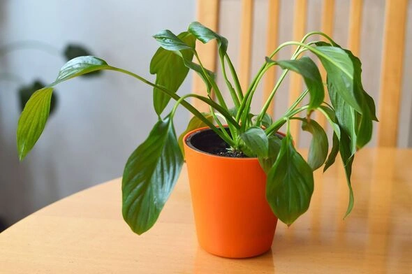 Peeacelily | Why Is My Peace Lily Drooping? 10 Possible Causes How to tell if your peace lily is thirsty