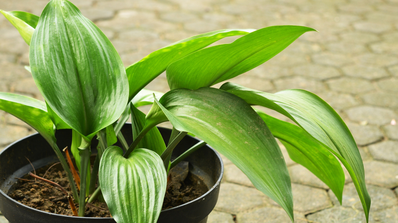Peeacelily | Best Indoor Plants for Low Light: 15 Plants That Thrive