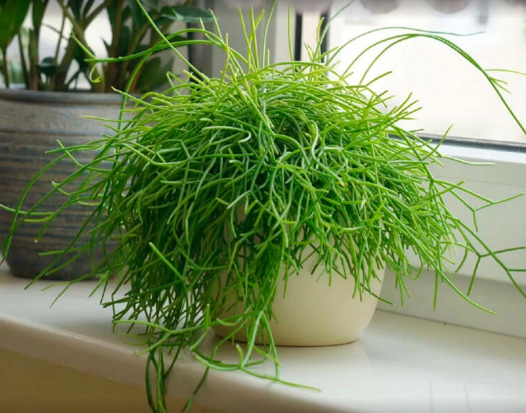 Peeacelily | Best Indoor Plants for Low Light: 15 Plants That Thrive