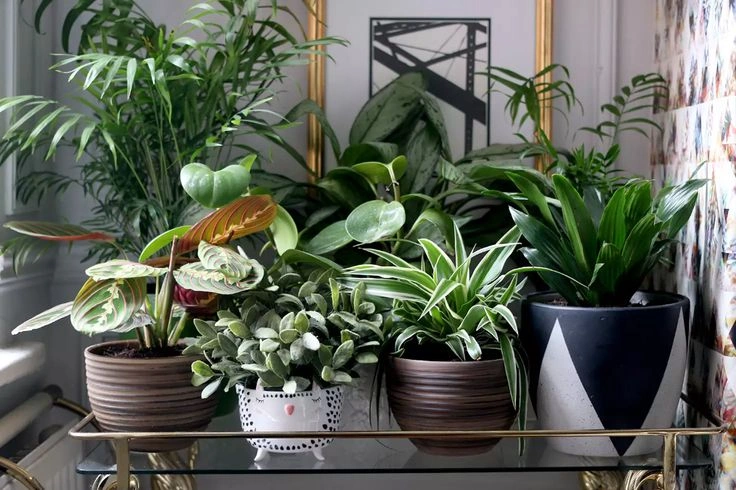 Choose the Right Planter