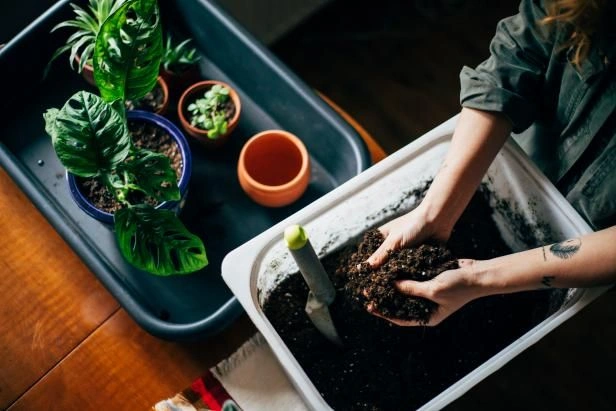 What Should Be in a Good Potting Mix?