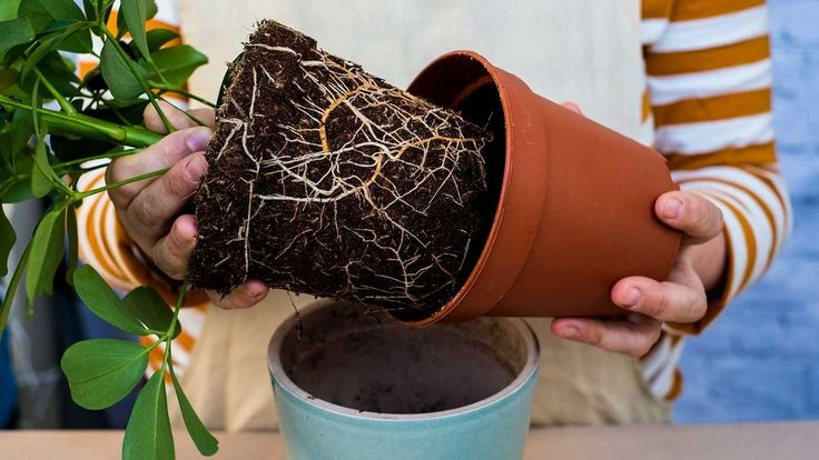 Peeacelily | Root Bound Plants: Signs, Causes and What to Do Why Do Plants Become Root Bound?
