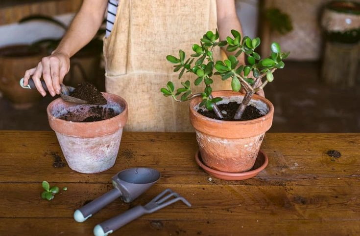What Is the Best Soil for Houseplants?
