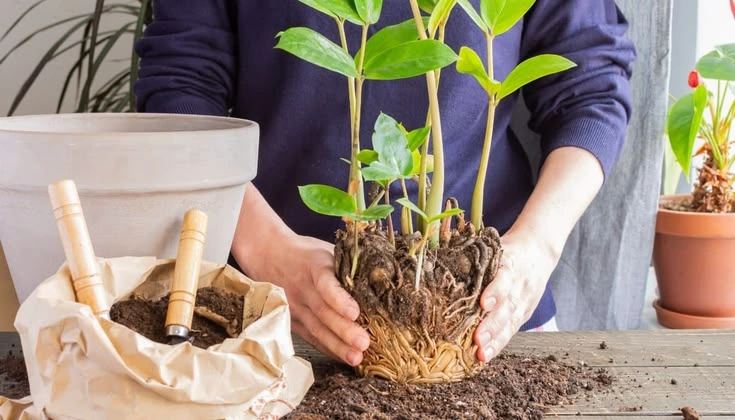 Peeacelily | Root Bound Plants: Signs, Causes and What to Do How to Fix Root-Bound Plants