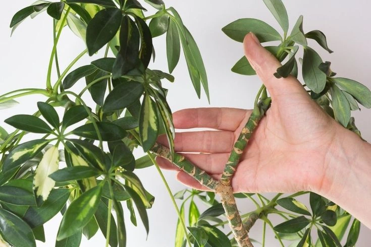 Peeacelily | 15 Tall Indoor Plants for Dramatic, Instagram-Worthy Home Decor Schefflera