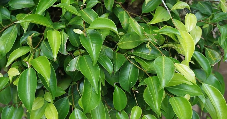 Weeping Fig