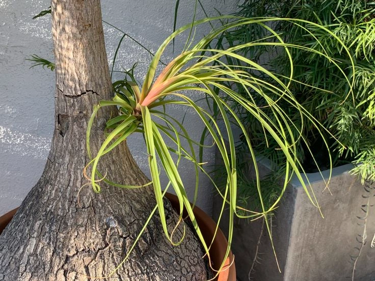 Ponytail Palm