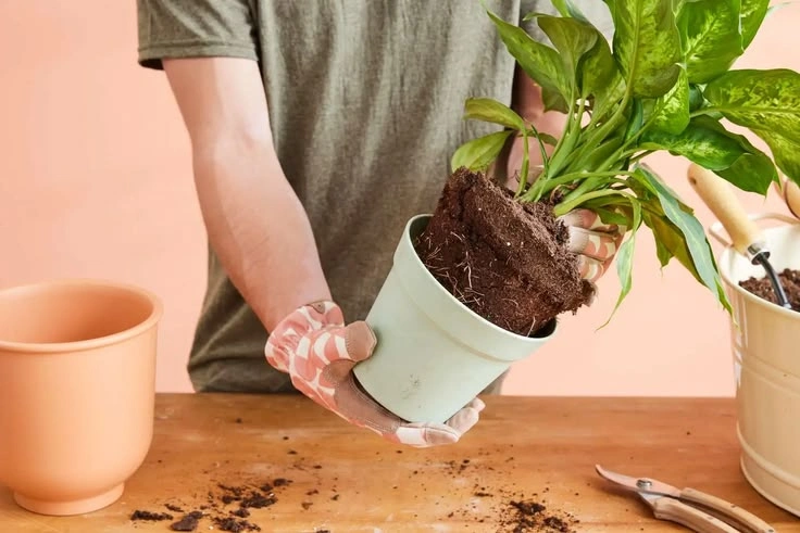 Peeacelily | How to Repot a Plant Without Damaging the Roots How to Remove the Plant Without Damaging the Roots